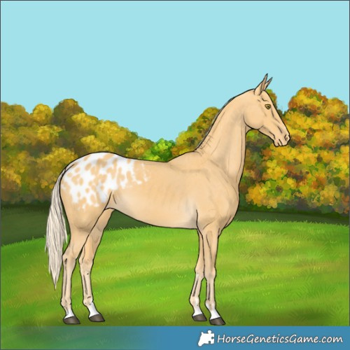 Horse Color:Palomino Appaloosa