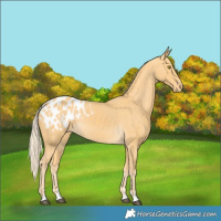 Horse Color:Palomino Appaloosa 