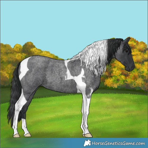 Horse Color:Blue Roan Tobiano