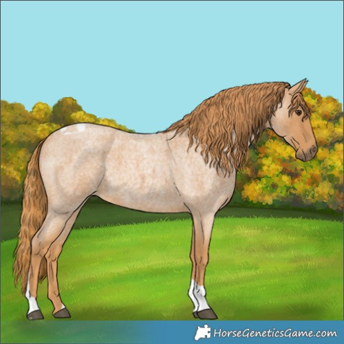 Horse Color:Red Roan Tobiano 