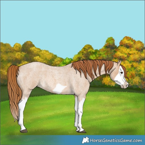 Horse Color:Red Dun Roan Splash Frame Rabicano 