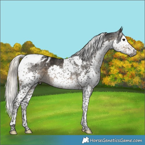 Horse Color:Gray Silver Smoky Black Splash Tobiano Appaloosa