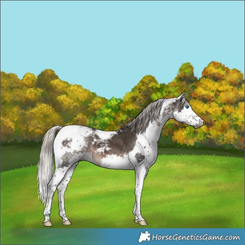 Horse Color:Gray Silver Black Splash Tobiano Varnish 