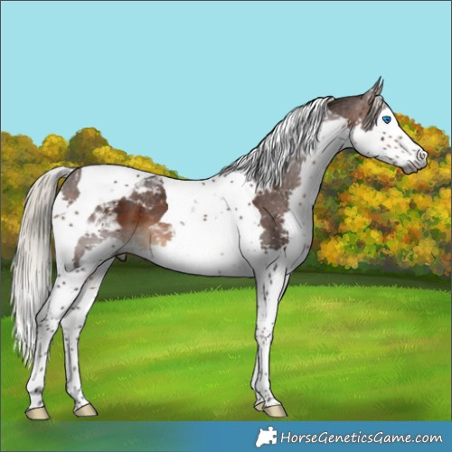 Horse Color:Gray Silver Brown Splash Tobiano Varnish 