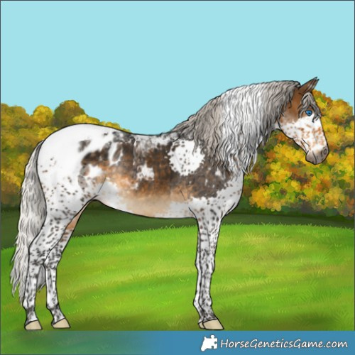 Horse Color:Gray Silver Buckskin Splash Tobiano Blanket Rabicano 