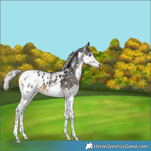 Horse Color:Gray Silver Smoky Black Splash Tobiano Appaloosa Rabicano 