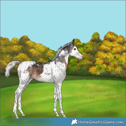 Horse Color:Gray Silver Brown Splash Tobiano Varnish 