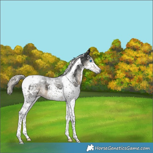 Horse Color:Gray Silver Smoky Black Splash Tobiano Appaloosa 