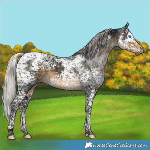 Horse Color:Gray Silver Smoky Black Splash Tobiano Appaloosa 