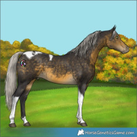 Horse Color:Silver Buckskin Tobiano