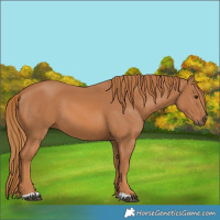 Horse Color:Chestnut 