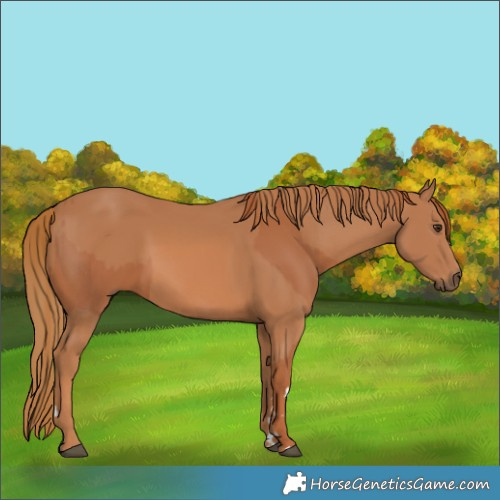 Horse Color:Chestnut  and Chestnut 