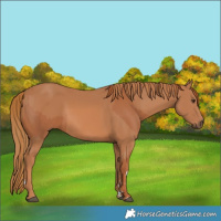Horse Color:Chestnut and Chestnut