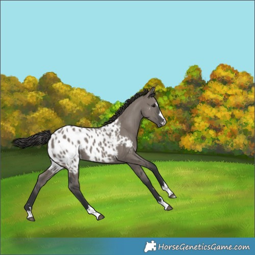 Horse Color:Grullo Near Leopard 