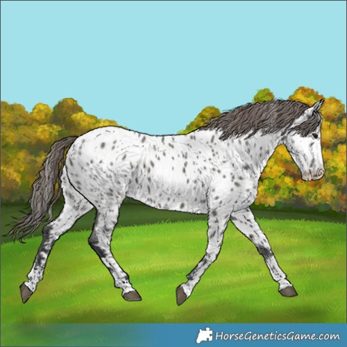 Horse Color:Grullo Appaloosa