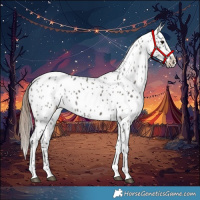 Horse Color:Grullo Near Leopard 