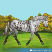 Horse Color:Liver Chestnut  and Gray Liver Chestnut 