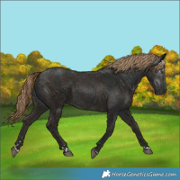 Horse Color:Liver Chestnut  and Gray Liver Chestnut 