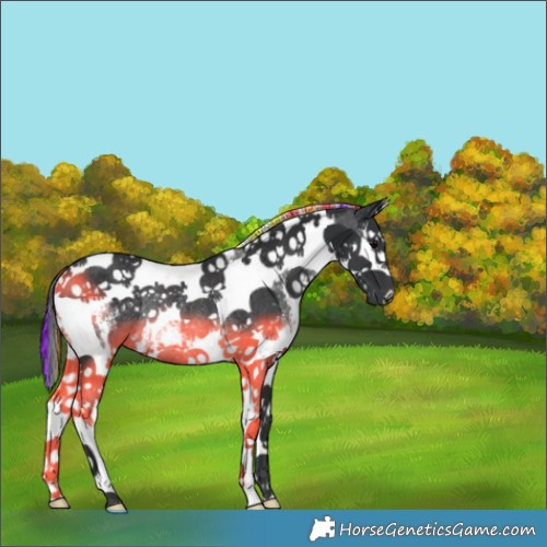 Horse Color:Painted Black Sabino Splash Tobiano Rabicano 