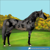 Horse Color:Void White Spotted Buckskin Merle Rabicano 