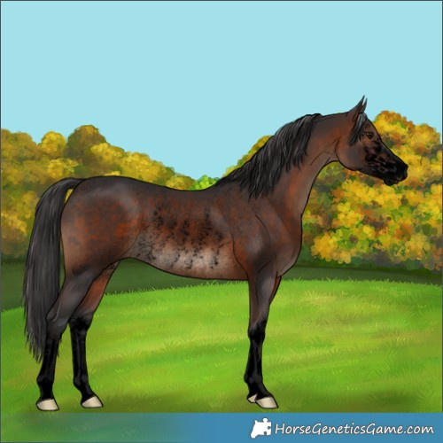 Horse Color:Void White Spotted Brown Rabicano 