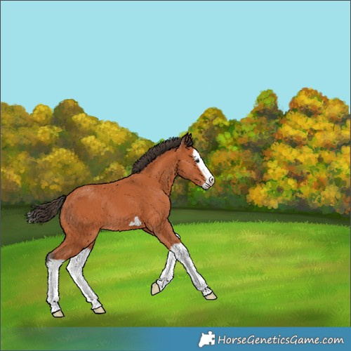 Horse Color:Bay Splash Frame 