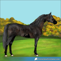Horse Color:Void White Spotted Brown Roan Merle Rabicano 