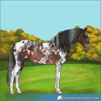 Horse Color:White Spotted Brown Tobiano Rabicano 