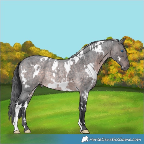 Horse Color:Platinum White Spotted Brown Roan Merle Rabicano 