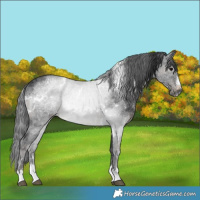 Horse Color:Platinum White Spotted Black Merle Rabicano 