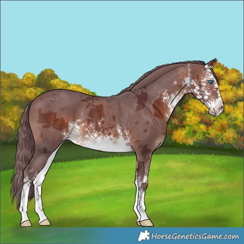 Horse Color:White Spotted Chocolate Brown Merle Rabicano 