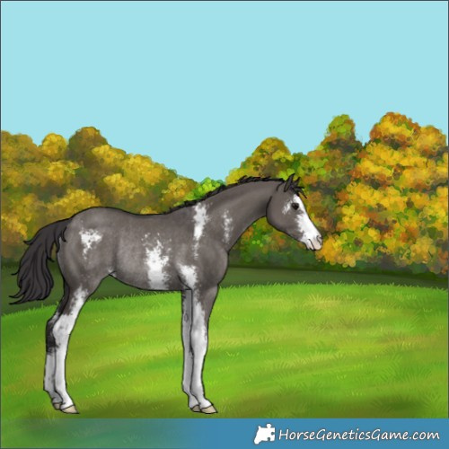 Horse Color:Smoky Grullo Sabino Rabicano