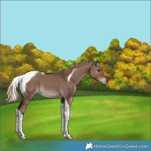 Horse Color:Liver Red Dun Tobiano