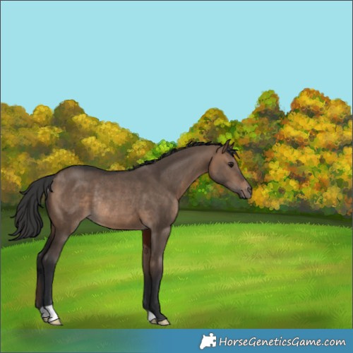 Horse Color:Brown Dun Rabicano 