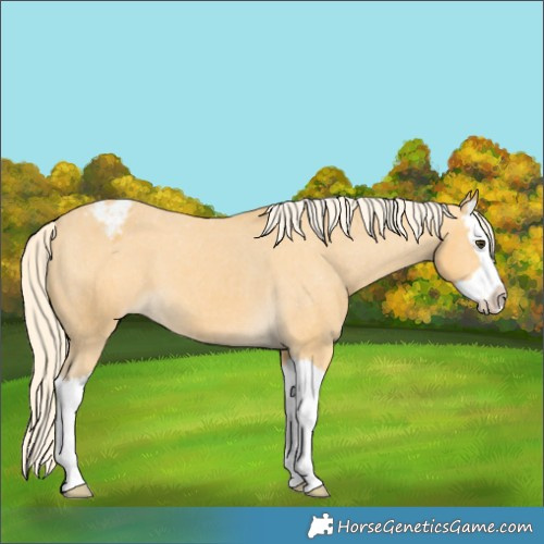 Horse Color:Palomino Splash Appaloosa