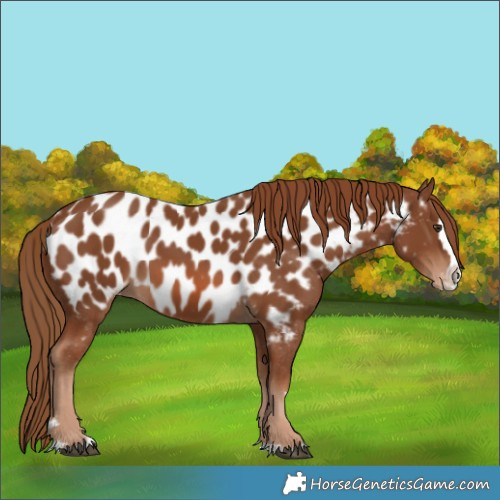 Horse Color:Chestnut Splash Appaloosa