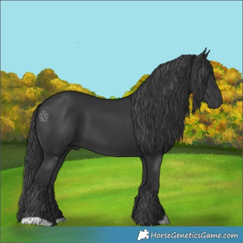 Horse Color:Black 