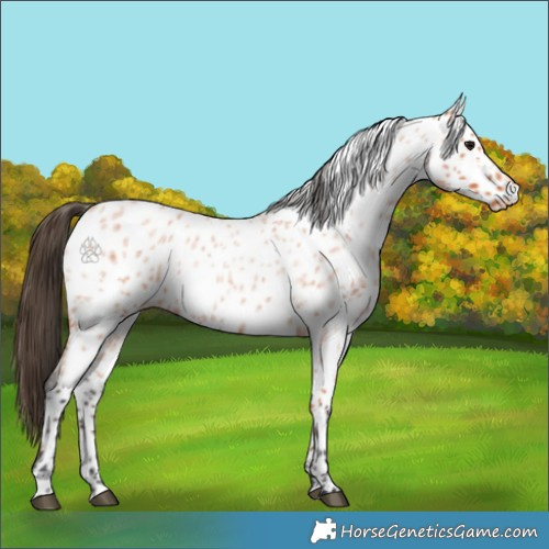 Horse Color:Bay Roan Appaloosa