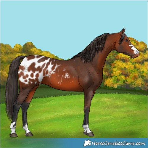 Horse Color:Bay Appaloosa 