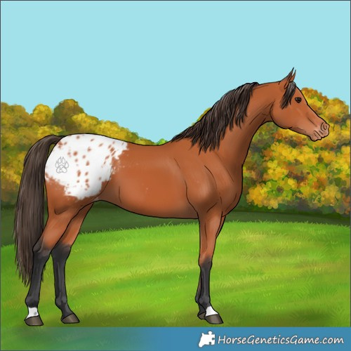 Horse Color:Bay Appaloosa 