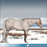 Horse Color:Gray Silver Classic Champagne Roan
