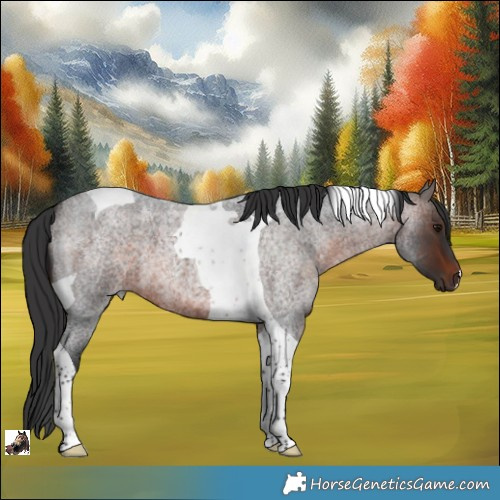 Horse Color:Brown Roan Tobiano 