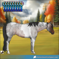 Horse Color:Brown Roan Tobiano 