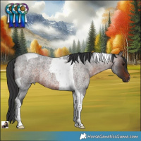 Horse Color:Brown Roan Tobiano 
