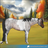 Horse Color:Brown Roan Tobiano