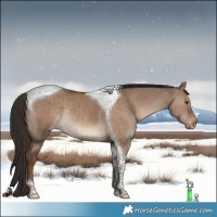 Horse Color:Liver Red Dun Tobiano Varnish Rabicano 