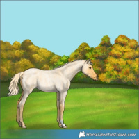 Horse Color:Palomino Roan Dun 