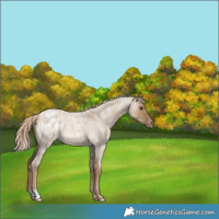 Horse Color:Chocolate Palomino Roan Dun Appaloosa 