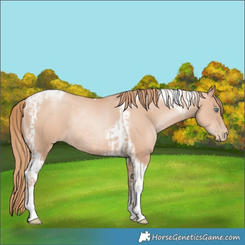 Horse Color:Gold Champagne Pearl Tobiano Rabicano  and Gold Champagne Pearl Tobiano Rabicano 