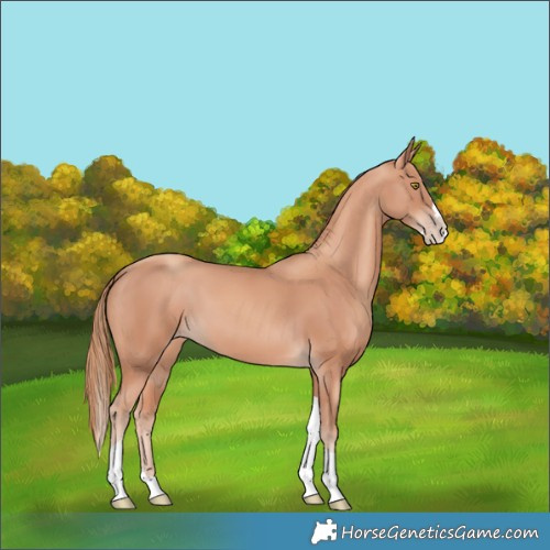 Horse Color:Gold Champagne Splash Tobiano